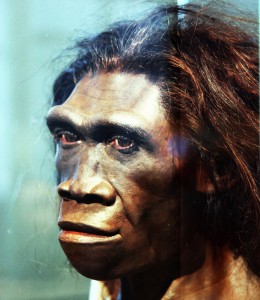 homo_erectus_adult_female__head_model__smithsonian_museum_of_natural_history__20120517